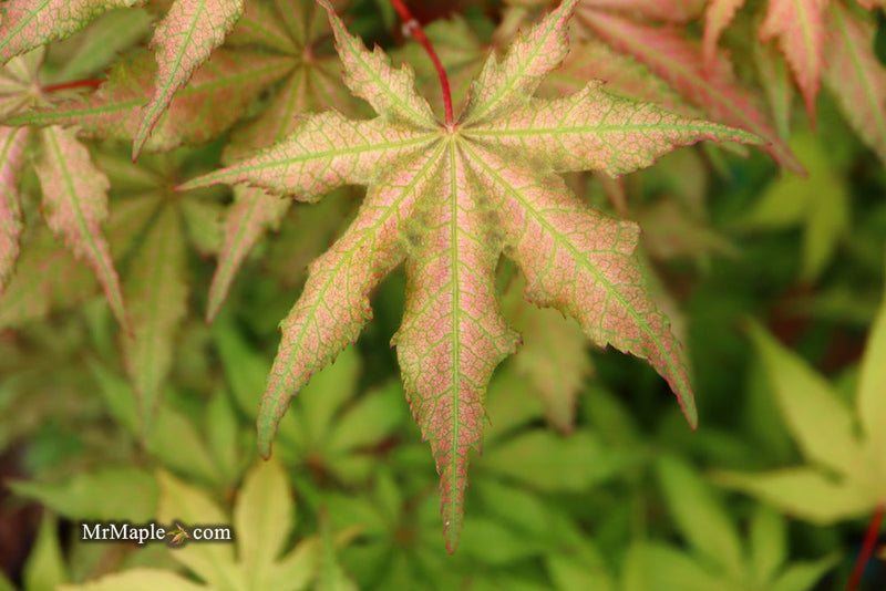 - FOR PICKUP ONLY | Acer palmatum 'Nebula' Variegated Japanese Maple | DOES NOT SHIP - Mr Maple │ Buy Japanese Maple Trees