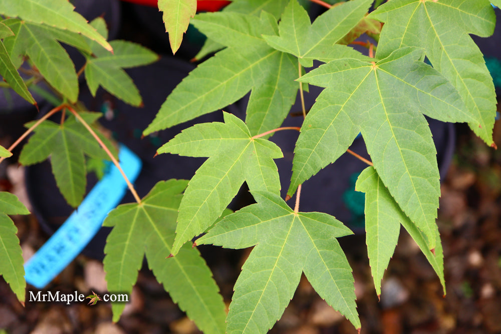 Acer campbellii ssp. flabellatum Rare Chinese Maple