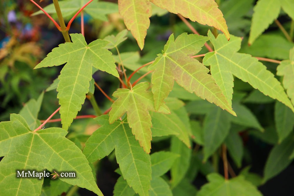 Acer campbellii ssp. flabellatum Rare Chinese Maple