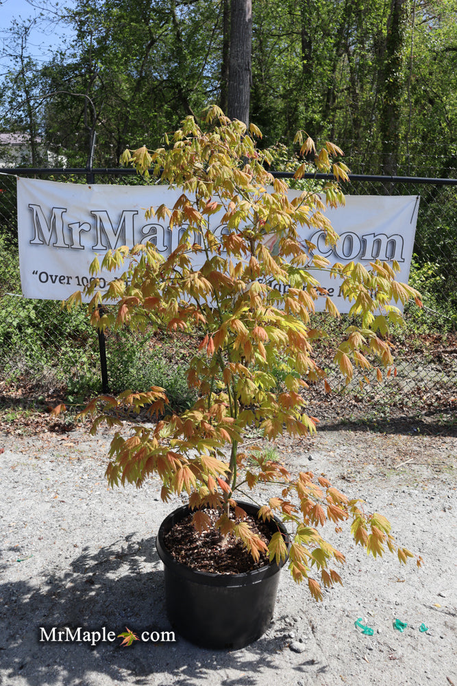- Acer shirasawanum 'Moonrise™' Full Moon Japanese Maple - Mr Maple │ Buy Japanese Maple Trees