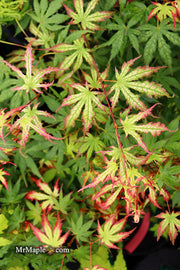 - Acer palmatum 'Phantom Flame' Japanese Maple - Mr Maple │ Buy Japanese Maple Trees