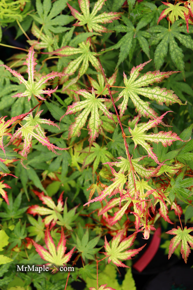 - Acer palmatum 'Phantom Flame' Japanese Maple - Mr Maple │ Buy Japanese Maple Trees