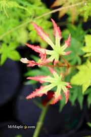 - Acer palmatum 'Phantom Flame' Japanese Maple - Mr Maple │ Buy Japanese Maple Trees