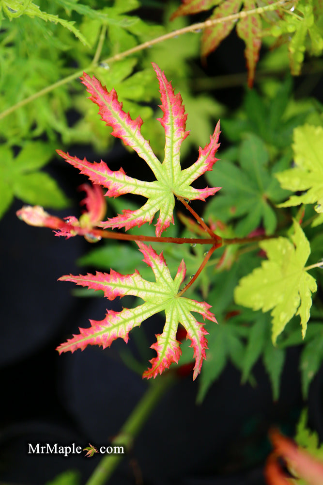 - Acer palmatum 'Phantom Flame' Japanese Maple - Mr Maple │ Buy Japanese Maple Trees