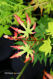 - Acer palmatum 'Phantom Flame' Japanese Maple - Mr Maple │ Buy Japanese Maple Trees