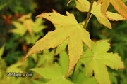 - Acer oliverianum 'Hot Blonde' Golden Japanese Maple - Mr Maple │ Buy Japanese Maple Trees