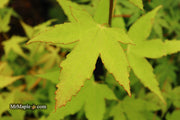- Acer oliverianum 'Hot Blonde' Golden Japanese Maple - Mr Maple │ Buy Japanese Maple Trees