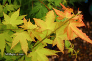 - Acer oliverianum 'Hot Blonde' Golden Japanese Maple - Mr Maple │ Buy Japanese Maple Trees
