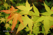 - Acer oliverianum 'Hot Blonde' Golden Japanese Maple - Mr Maple │ Buy Japanese Maple Trees