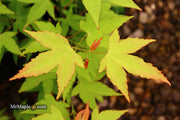 - Acer oliverianum 'Hot Blonde' Golden Japanese Maple - Mr Maple │ Buy Japanese Maple Trees