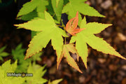- Acer oliverianum 'Hot Blonde' Golden Japanese Maple - Mr Maple │ Buy Japanese Maple Trees