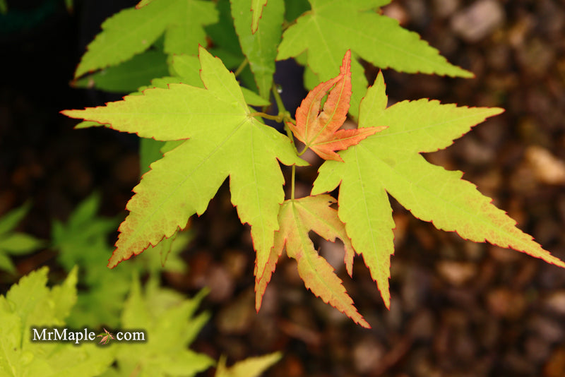 - Acer oliverianum 'Hot Blonde' Golden Japanese Maple - Mr Maple │ Buy Japanese Maple Trees