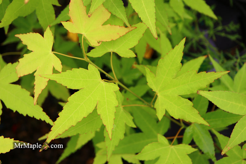 - Acer oliverianum 'Hot Blonde' Golden Japanese Maple - Mr Maple │ Buy Japanese Maple Trees