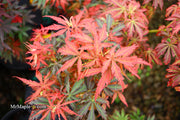 - Acer palmatum 'Orion' Dwarf Red Japanese Maple - Mr Maple │ Buy Japanese Maple Trees