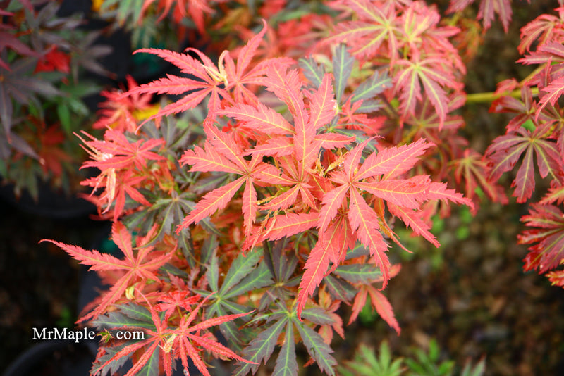 - Acer palmatum 'Orion' Dwarf Red Japanese Maple - Mr Maple │ Buy Japanese Maple Trees