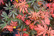 - Acer palmatum 'Orion' Dwarf Red Japanese Maple - Mr Maple │ Buy Japanese Maple Trees