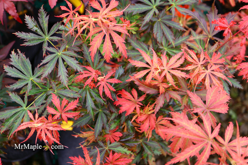 - Acer palmatum 'Orion' Dwarf Red Japanese Maple - Mr Maple │ Buy Japanese Maple Trees
