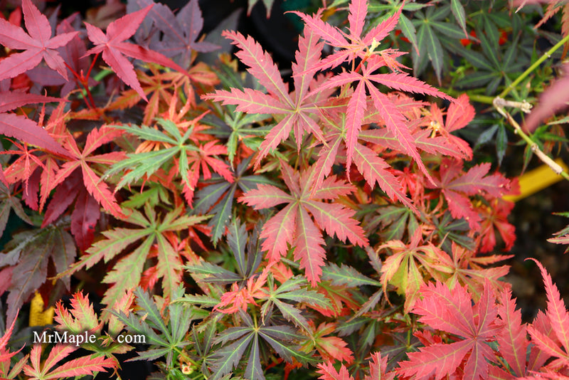 - Acer palmatum 'Orion' Dwarf Red Japanese Maple - Mr Maple │ Buy Japanese Maple Trees