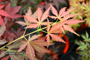 - Acer palmatum 'Orion' Dwarf Red Japanese Maple - Mr Maple │ Buy Japanese Maple Trees
