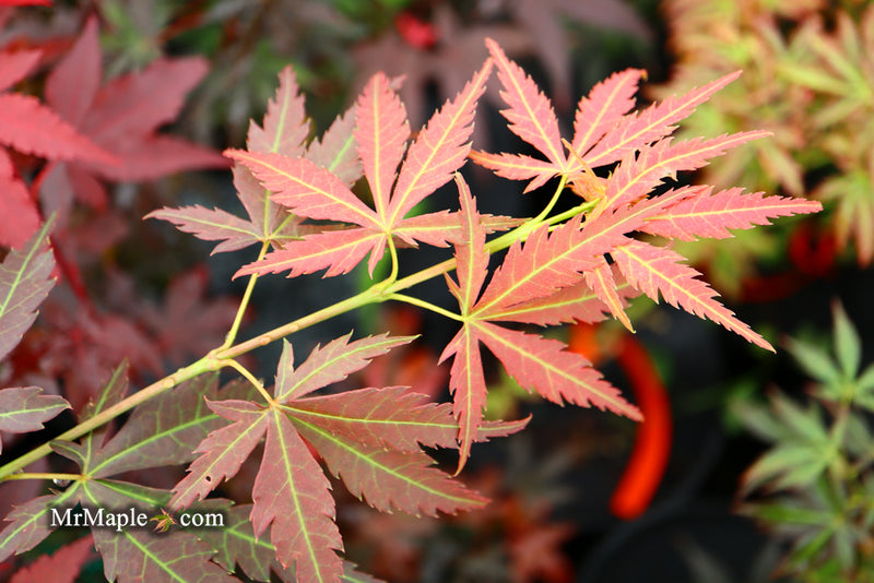 - Acer palmatum 'Orion' Dwarf Red Japanese Maple - Mr Maple │ Buy Japanese Maple Trees