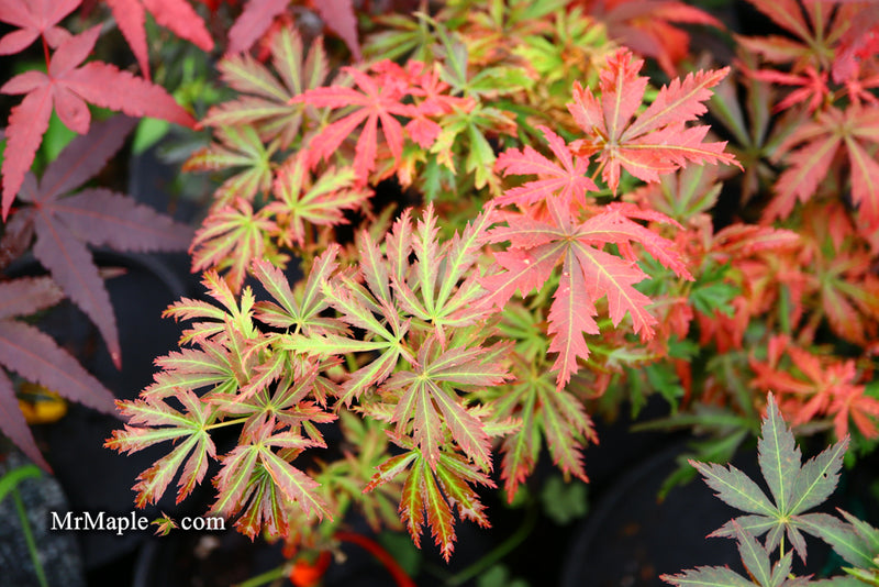 - Acer palmatum 'Orion' Dwarf Red Japanese Maple - Mr Maple │ Buy Japanese Maple Trees
