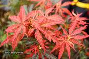- Acer palmatum 'Orion' Dwarf Red Japanese Maple - Mr Maple │ Buy Japanese Maple Trees
