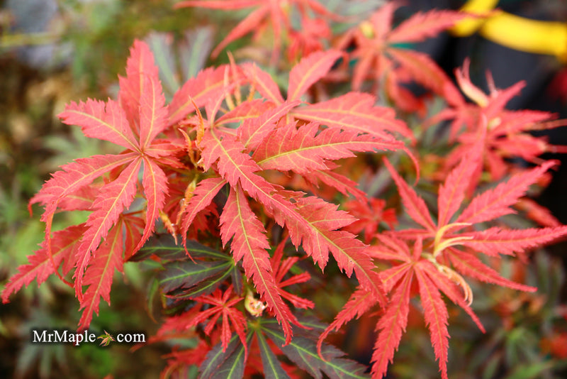 - Acer palmatum 'Orion' Dwarf Red Japanese Maple - Mr Maple │ Buy Japanese Maple Trees
