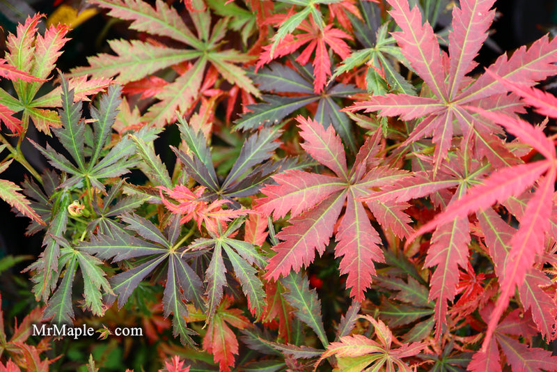 - Acer palmatum 'Orion' Dwarf Red Japanese Maple - Mr Maple │ Buy Japanese Maple Trees