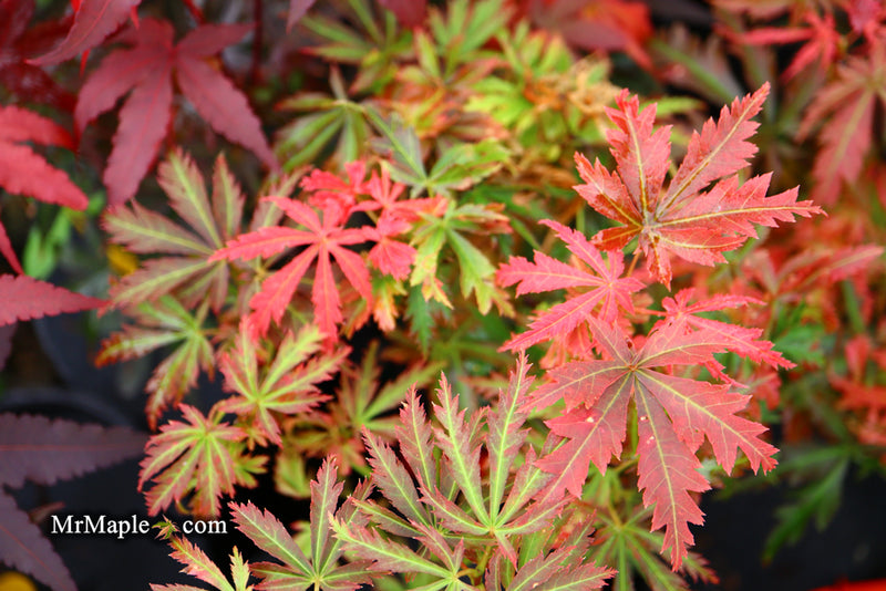 - Acer palmatum 'Orion' Dwarf Red Japanese Maple - Mr Maple │ Buy Japanese Maple Trees