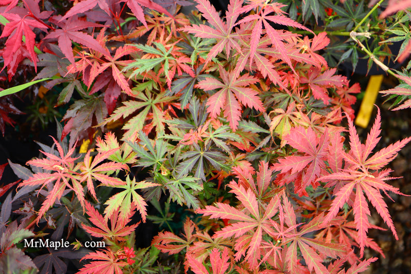 - Acer palmatum 'Orion' Dwarf Red Japanese Maple - Mr Maple │ Buy Japanese Maple Trees