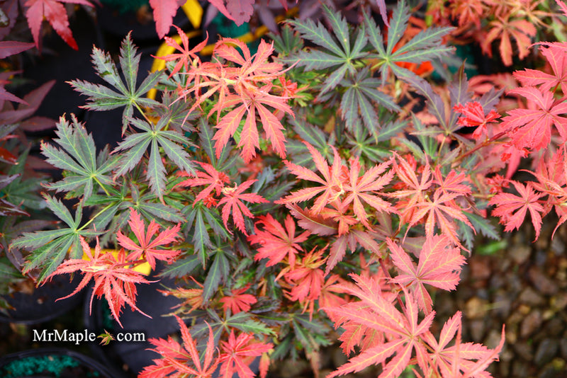 - Acer palmatum 'Orion' Dwarf Red Japanese Maple - Mr Maple │ Buy Japanese Maple Trees