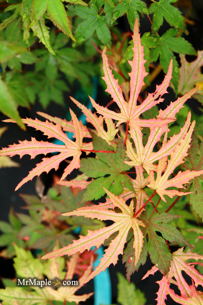 Buy Acer palmatum 'Strawberry Spring' Reticulated Japanese Maple
