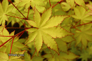 - FOR PICK UP ONLY | Acer palmatum 'Summer Gold' Japanese Maple | DOES NOT SHIP - Mr Maple │ Buy Japanese Maple Trees