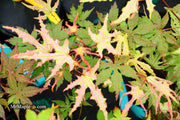 - Acer palmatum 'Strawberry Spring' Reticulated Japanese Maple - Mr Maple │ Buy Japanese Maple Trees