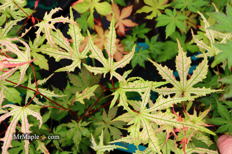 - Acer palmatum 'Strawberry Spring' Reticulated Japanese Maple - Mr Maple │ Buy Japanese Maple Trees