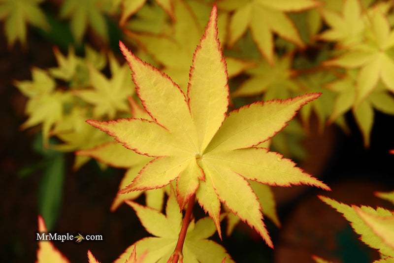 - FOR PICK UP ONLY | Acer palmatum 'Summer Gold' Japanese Maple | DOES NOT SHIP - Mr Maple │ Buy Japanese Maple Trees