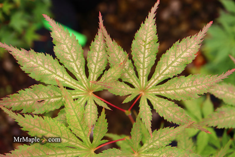 - Acer palmatum 'Grandma Ghost' Japanese Maple - Mr Maple │ Buy Japanese Maple Trees