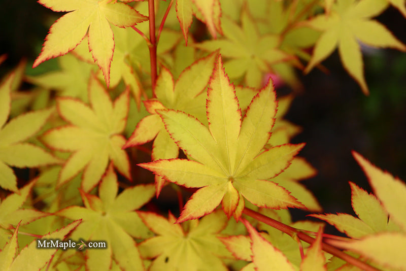 - FOR PICK UP ONLY | Acer palmatum 'Summer Gold' Japanese Maple | DOES NOT SHIP - Mr Maple │ Buy Japanese Maple Trees