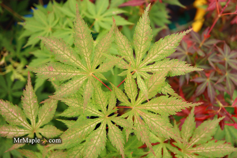 - Acer palmatum 'Grandma Ghost' Japanese Maple - Mr Maple │ Buy Japanese Maple Trees