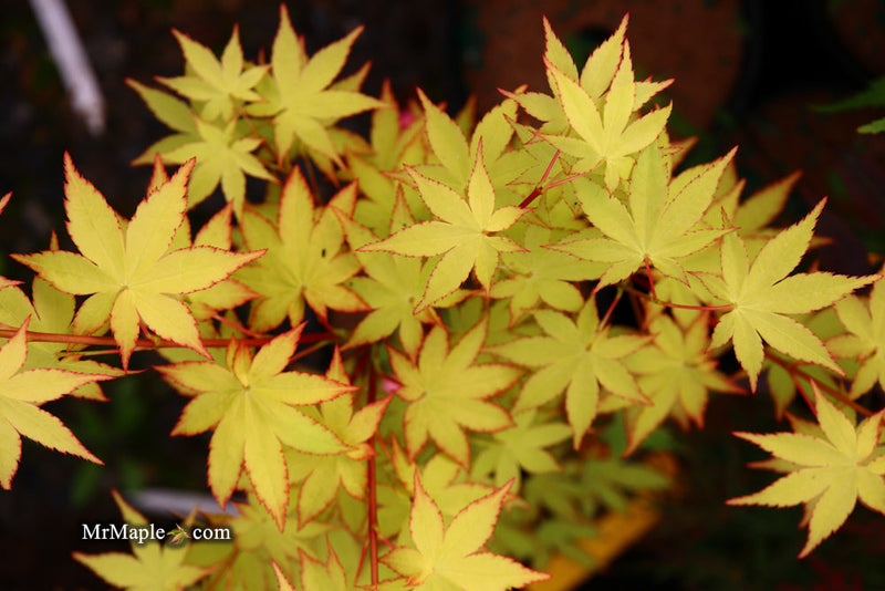 - FOR PICK UP ONLY | Acer palmatum 'Summer Gold' Japanese Maple | DOES NOT SHIP - Mr Maple │ Buy Japanese Maple Trees