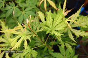 - Acer palmatum 'Grandma Ghost' Japanese Maple - Mr Maple │ Buy Japanese Maple Trees