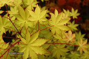 - FOR PICK UP ONLY | Acer palmatum 'Summer Gold' Japanese Maple | DOES NOT SHIP - Mr Maple │ Buy Japanese Maple Trees