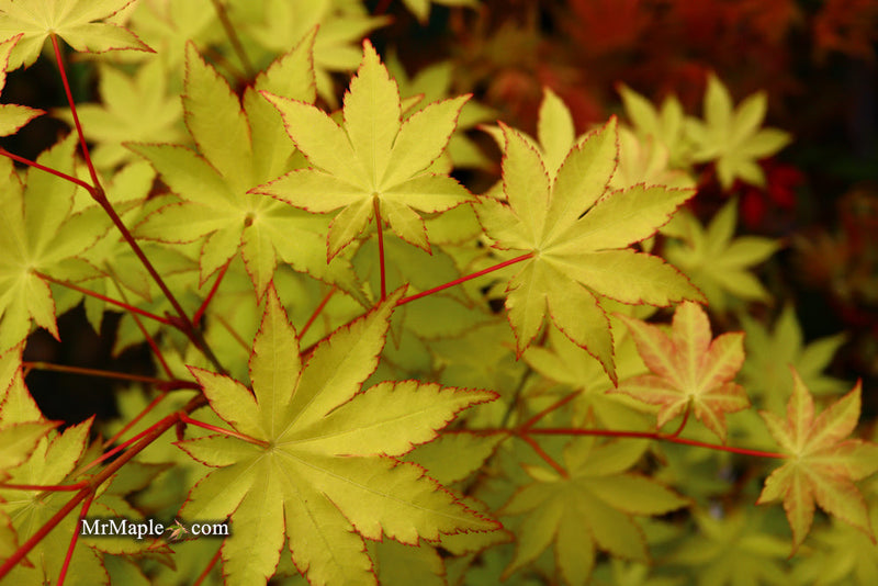 - FOR PICK UP ONLY | Acer palmatum 'Summer Gold' Japanese Maple | DOES NOT SHIP - Mr Maple │ Buy Japanese Maple Trees