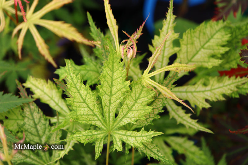 - Acer palmatum 'Grandma Ghost' Japanese Maple - Mr Maple │ Buy Japanese Maple Trees
