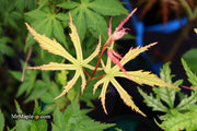 - Acer palmatum 'Grandma Ghost' Japanese Maple - Mr Maple │ Buy Japanese Maple Trees