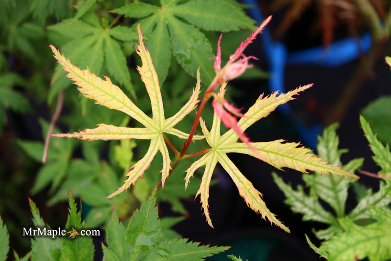- Acer palmatum 'Grandma Ghost' Japanese Maple - Mr Maple │ Buy Japanese Maple Trees