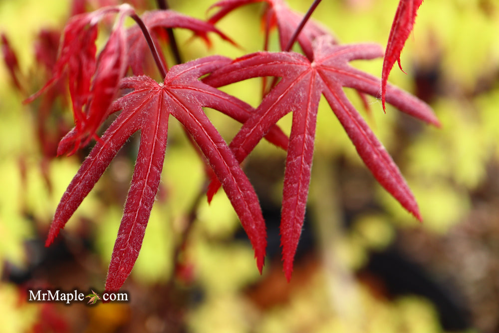 Acer palmatum 'Millstone Dark Red' Japanese Maple