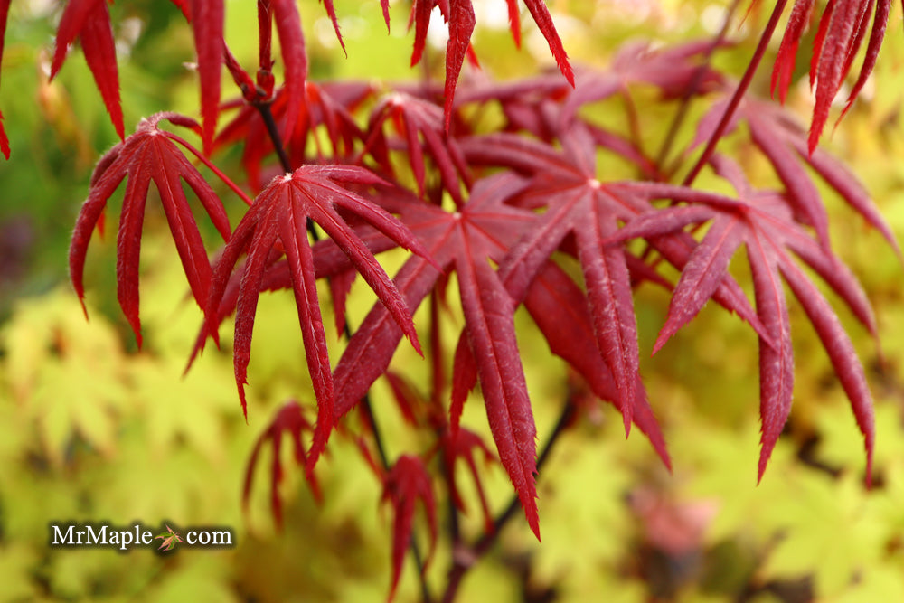 Acer palmatum 'Millstone Dark Red' Japanese Maple
