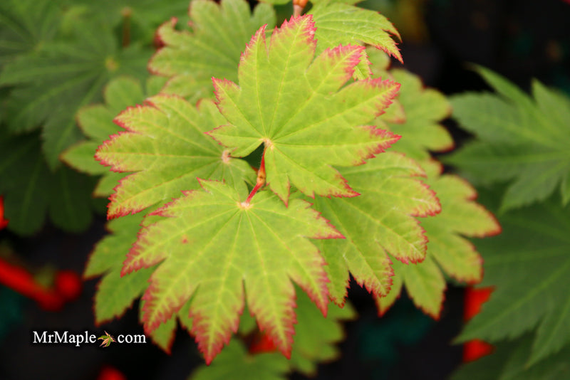 - Acer japonicum 'Taki no gawa' Full Moon Japanese Maple - Mr Maple │ Buy Japanese Maple Trees