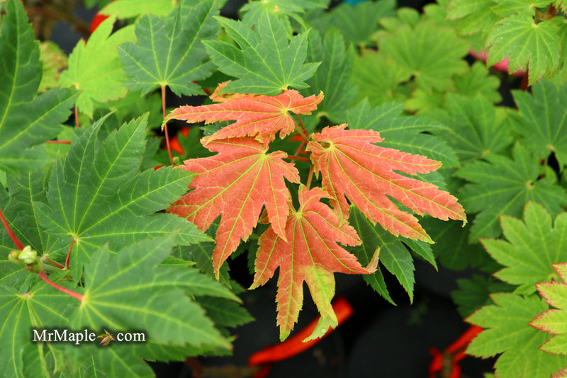 - Acer japonicum 'Taki no gawa' Full Moon Japanese Maple - Mr Maple │ Buy Japanese Maple Trees